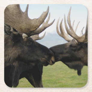 Moose Kartonnen Onderzetters