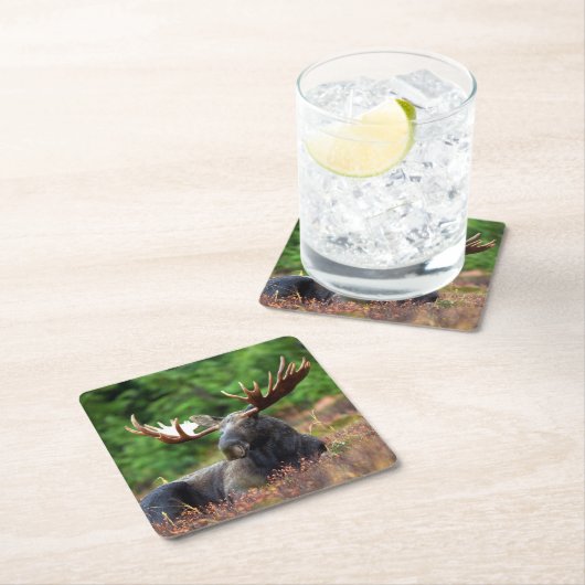 Moose Kartonnen Onderzetters (Insitu)