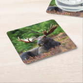 Moose Kartonnen Onderzetters (Schuin)