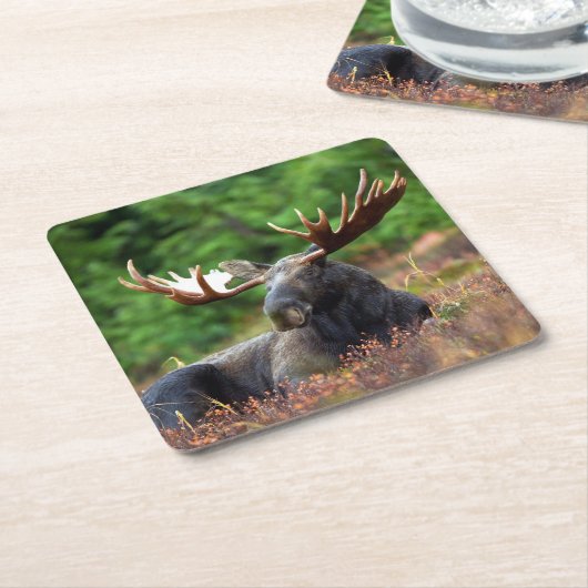 Moose Kartonnen Onderzetters (Schuin)