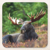 Moose Kartonnen Onderzetters (Voorkant)