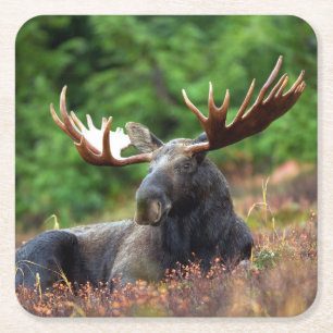 Moose Kartonnen Onderzetters