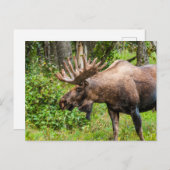 Moose | Keniaans schiereiland, Alaska Briefkaart (Voorkant / Achterkant)