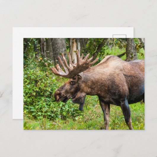 Moose | Keniaans schiereiland, Alaska Briefkaart (Voorkant / Achterkant)