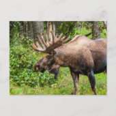 Moose | Keniaans schiereiland, Alaska Briefkaart (Voorkant)