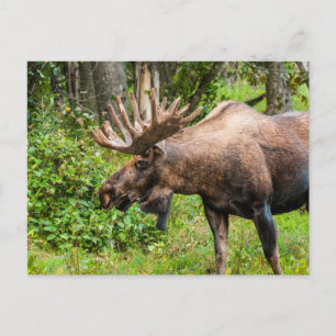 Moose   Keniaans schiereiland, Alaska Briefkaart