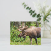 Moose | Keniaans schiereiland, Alaska Briefkaart (Staand voorkant)