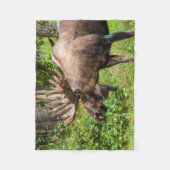 Moose | Keniaans schiereiland, Alaska Fleece Deken (Voorkant)