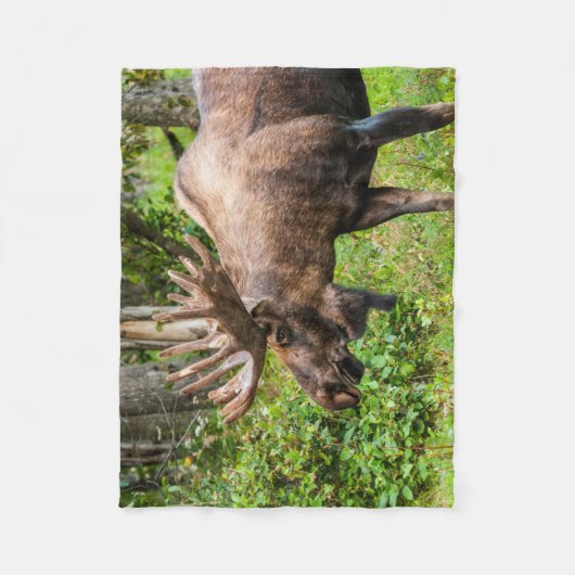 Moose | Keniaans schiereiland, Alaska Fleece Deken (Voorkant)