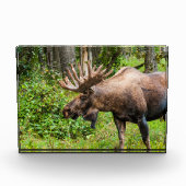 Moose | Keniaans schiereiland, Alaska Fotoblokken (Voorkant)
