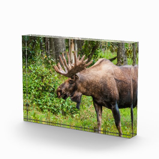 Moose | Keniaans schiereiland, Alaska Fotoblokken (Rechts)