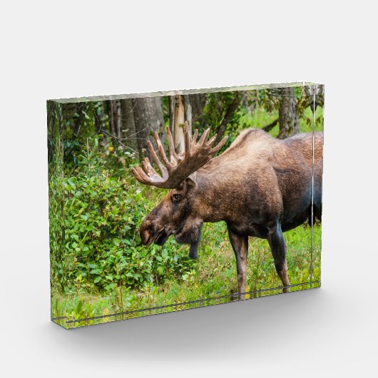 Moose | Keniaans schiereiland, Alaska Fotoblokken (Links)