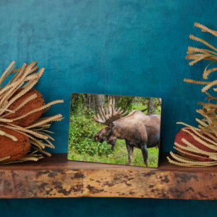 Moose   Keniaans schiereiland, Alaska Fotoplaat