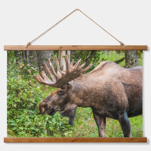Moose | Keniaans schiereiland, Alaska Hangend Wandkleed (Voorkant)