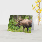 Moose | Keniaans schiereiland, Alaska Kaart (Gele Bloem)
