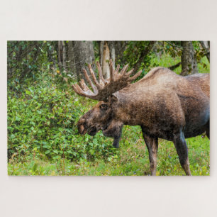 Moose   Keniaans schiereiland, Alaska Legpuzzel