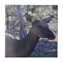 Moose keramische tegels