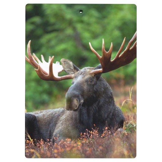 Moose Klembord (Achterkant)