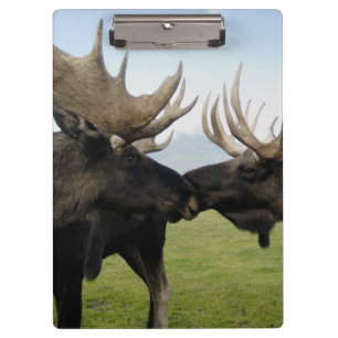 Moose Klembord
