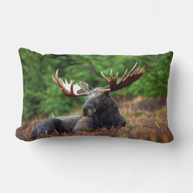 Moose Kussen (Voorkant)