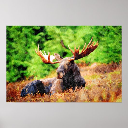 Moose Laying Down Waterverf Painting Wildlife Art Poster (Voorkant)