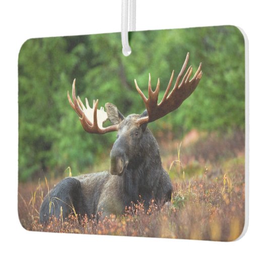 Moose Luchtverfrisser (Links)