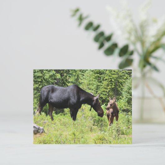 Moose Ma en Calf Briefkaart (Staand voorkant)