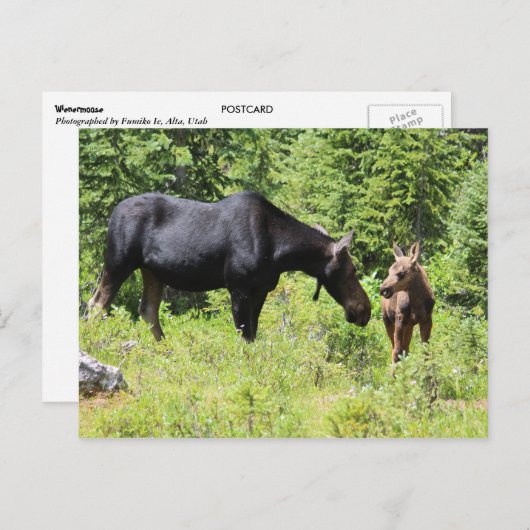 Moose Ma en Calf Briefkaart (Voorkant / Achterkant)