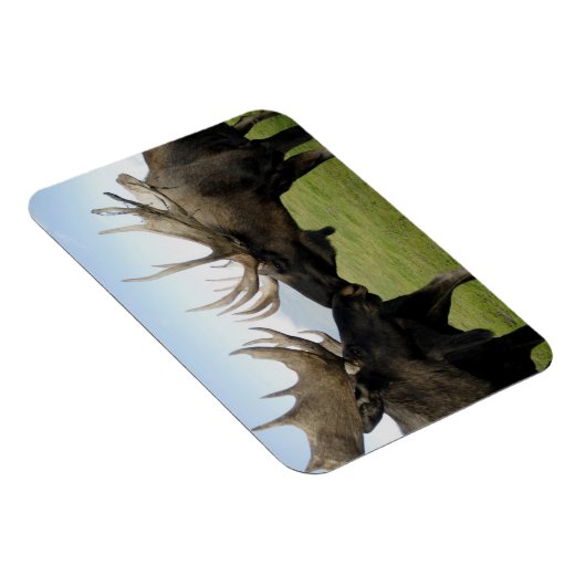 Moose Magneet (Rechterzijde)
