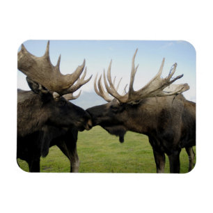 Moose Magneet