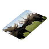 Moose Magneet (Linkerzijde)