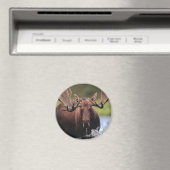 Moose Magneet (Insitu (Vaatwasser))