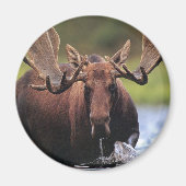 Moose Magneet (Voorkant)