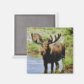 Moose Magneet (Voorkant / Achterkant)