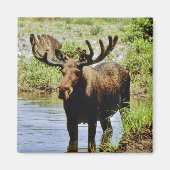Moose Magneet (Voorkant)