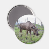 Moose Magnet (Voorkant / Achterkant)