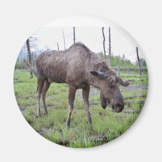 Moose Magnet