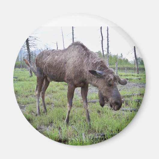 Moose Magnet (Voorkant)