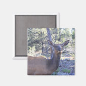 Moose Magnet (Voorkant / Achterkant)