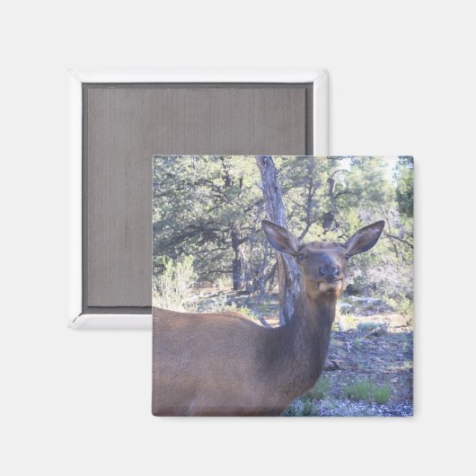 Moose Magnet (Voorkant / Achterkant)