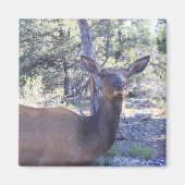 Moose Magnet (Voorkant)