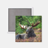 Moose Magnet (Voorkant / Achterkant)