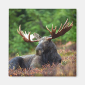 Moose Magnet (Voorkant)