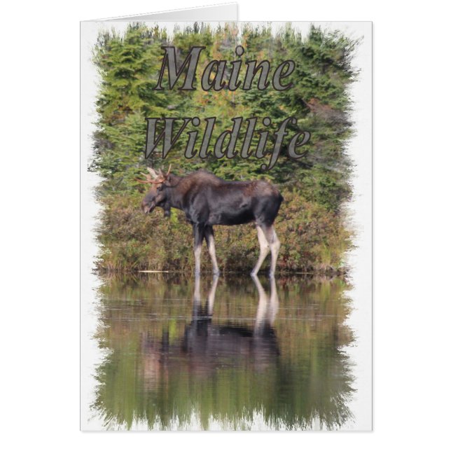 Moose - Maine Wildlife (Voorkant)