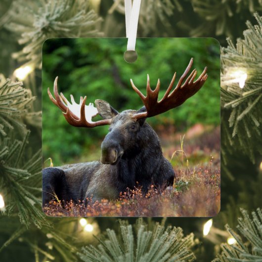 Moose Metalen Ornament (Insitu)