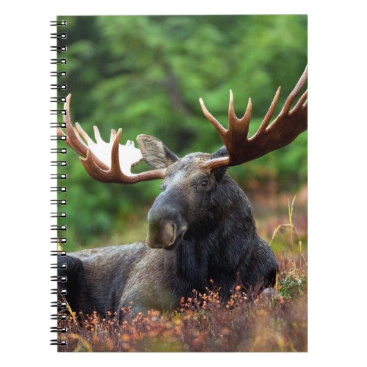 Moose Notitieboek (Voorkant)