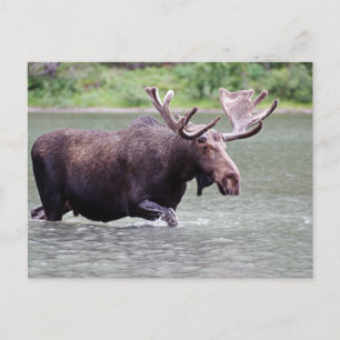 Moose on Mission Briefkaart