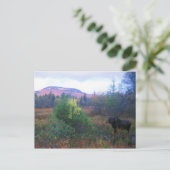 Moose op de snelweg Kancamagus Briefkaart (Staand voorkant)