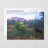 Moose op de snelweg Kancamagus Briefkaart (Voorkant / Achterkant)
