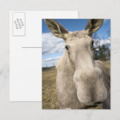 Moose op een veld, Zweden. Briefkaart (Voorkant / Achterkant)